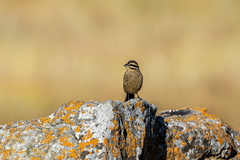 Emberiza capensis