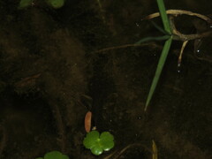 Gastrotheca marsupiata