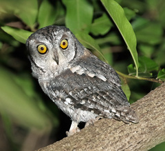 Otus senegalensis
