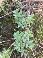 Stackhousia subterranea