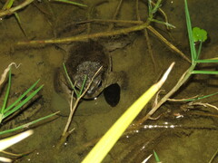 Rhinella spinulosa