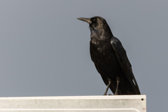 Corvus capensis