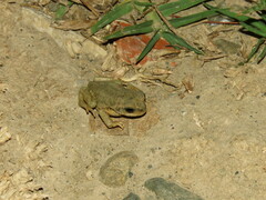 Rhinella spinulosa