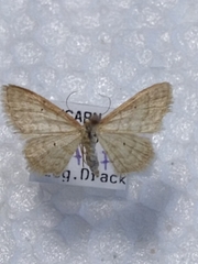 Idaea humiliata