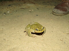 Rhinella spinulosa