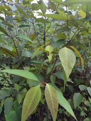 Vismia guianensis