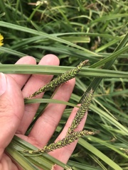 Carex darwinii