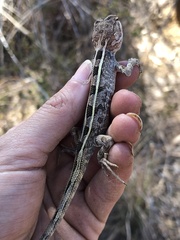 Diporiphora australis