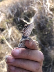 Diporiphora australis