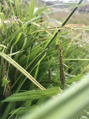 Carex darwinii