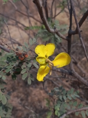Senna auriculata