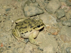 Rhinella spinulosa