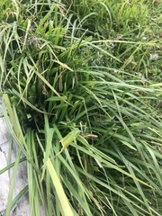 Carex darwinii