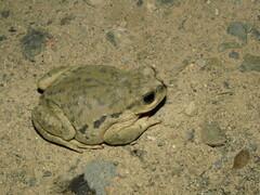 Rhinella spinulosa