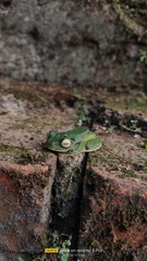 Rhacophorus malabaricus