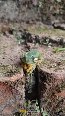 Rhacophorus malabaricus