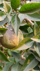 Aegle marmelos