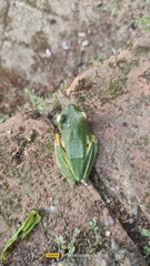 Rhacophorus malabaricus
