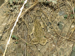Rhinella spinulosa