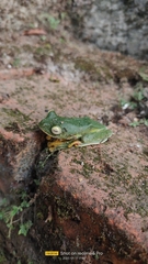 Rhacophorus malabaricus