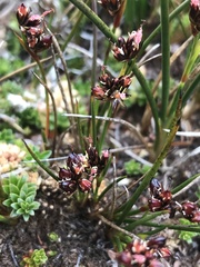 Juncus scheuchzerioides