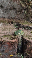 Rhacophorus malabaricus