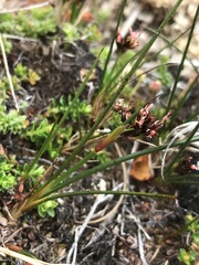Juncus scheuchzerioides
