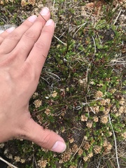 Juncus scheuchzerioides
