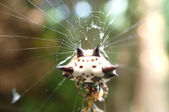 Gasteracantha kuhli