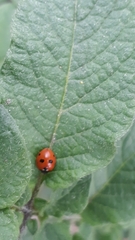 Coccinella quinquepunctata