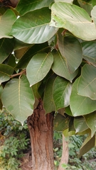 Shorea robusta