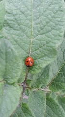 Coccinella quinquepunctata