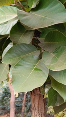 Shorea robusta
