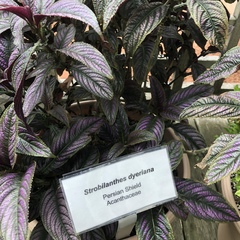 Strobilanthes auriculata dyeriana