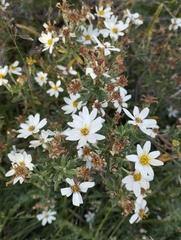 Chiliotrichum diffusum
