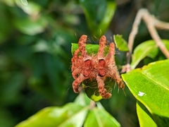 Phobetron hipparchia