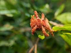 Phobetron hipparchia