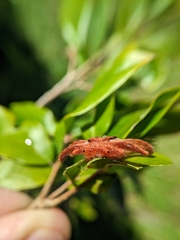 Phobetron hipparchia