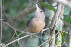 Colluricincla rufogaster