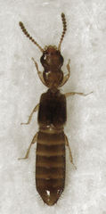 Zeoleusis virgula