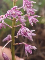 Dipodium campanulatum