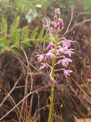 Dipodium campanulatum