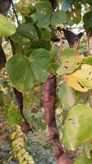 Bauhinia purpurea