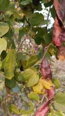 Bauhinia purpurea