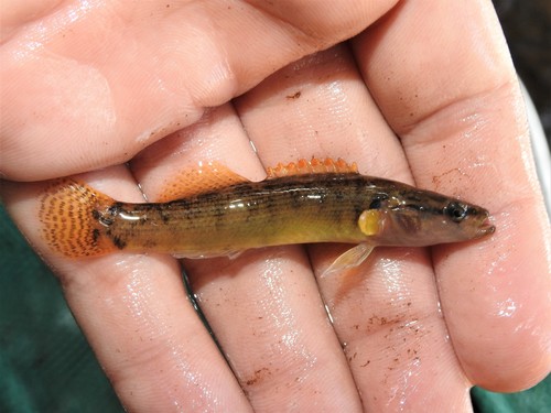 Fantail Darter
