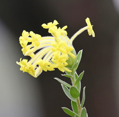 Lasiosiphon anthylloides