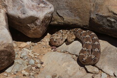 Echis leucogaster
