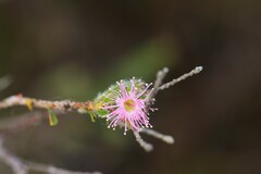 Kunzea capitata