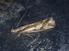 Orthiastis hyperocha
