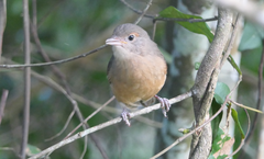 Colluricincla rufogaster